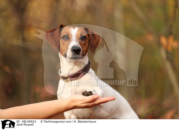 Jack Russell / Jack Russell / KB-09923