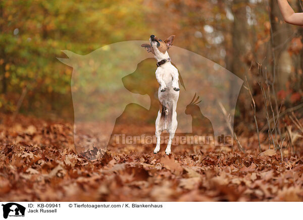 Jack Russell / Jack Russell / KB-09941