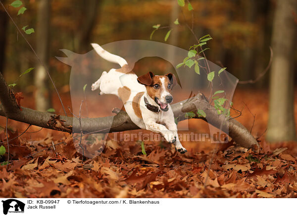 Jack Russell / Jack Russell / KB-09947