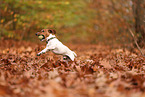 Jack Russell