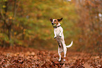 Jack Russell