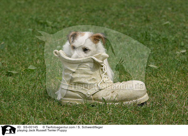 spielender Jack Russell Terrier Welpe / playing Jack Russell Terrier Puppy / SS-00145