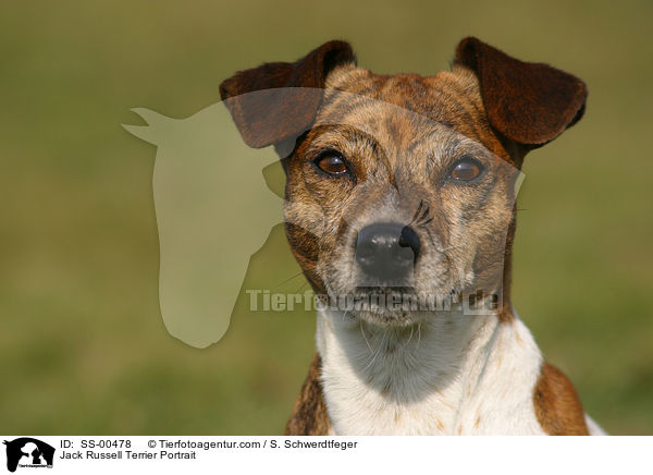Jack Russell Terrier Portrait / SS-00478