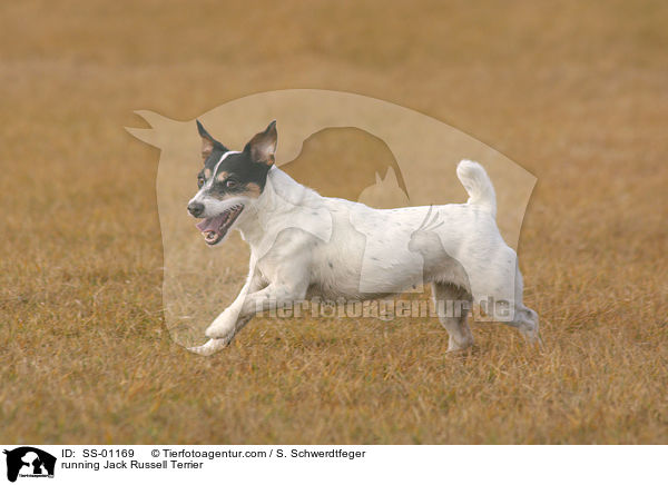 running Jack Russell Terrier / SS-01169