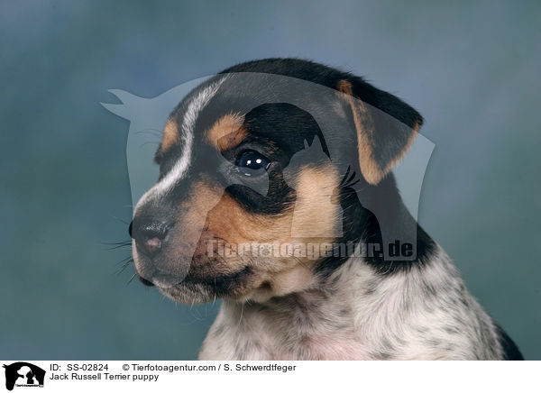 Jack Russell Terrier puppy / SS-02824