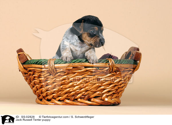 Jack Russell Terrier puppy / SS-02828