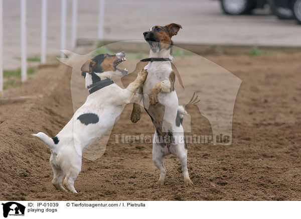 playing dogs / IP-01039