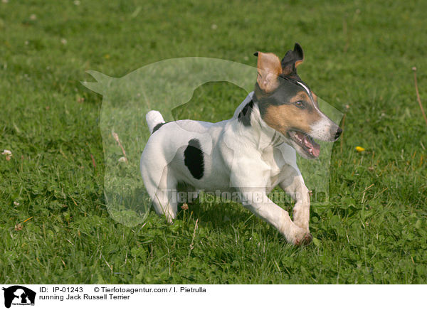 rennender Jack Russell Terrier / running Jack Russell Terrier / IP-01243