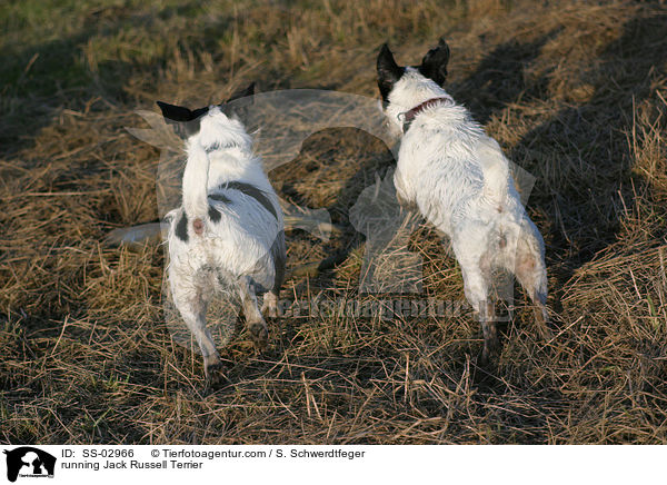 rennende Jack Russell Terrier / running Jack Russell Terrier / SS-02966
