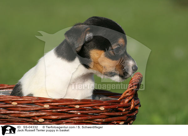 Jack Russell Terrier Welpe im Krbchen / Jack Russell Terrier puppy in basket / SS-04332