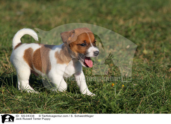 Jack Russell Terrier Puppy / SS-04338