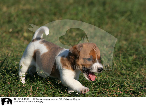 Jack Russell Terrier Puppy / SS-04339