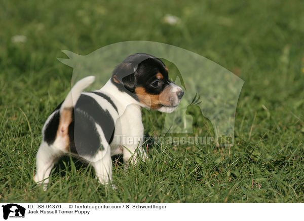 Jack Russell Terrier Welpe / Jack Russell Terrier Puppy / SS-04370