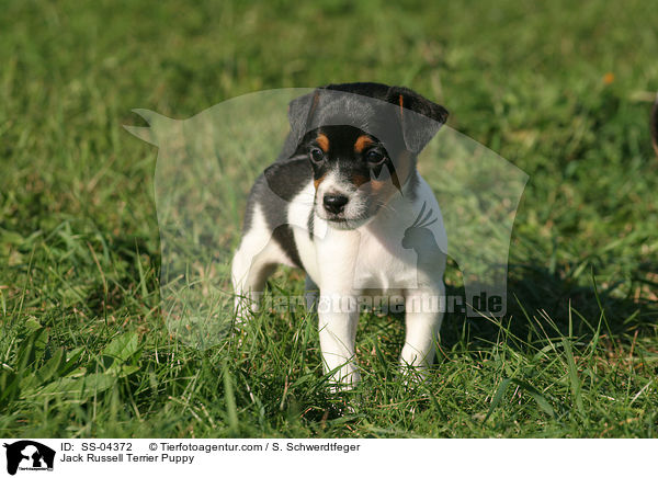 Jack Russell Terrier Welpe / Jack Russell Terrier Puppy / SS-04372