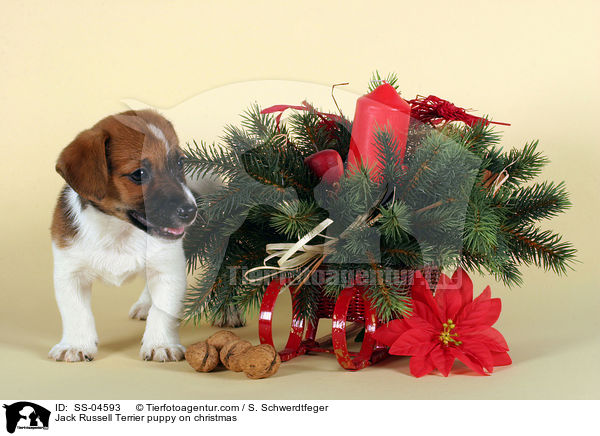 Jack Russell Terrier Welpe zu Weihnachten / Jack Russell Terrier puppy on christmas / SS-04593