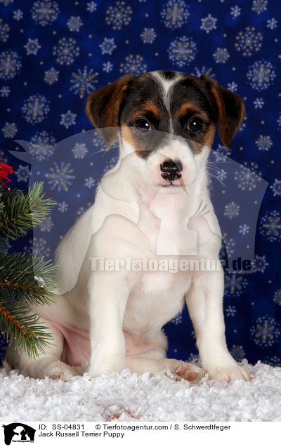 Jack Russell Terrier Puppy / SS-04831