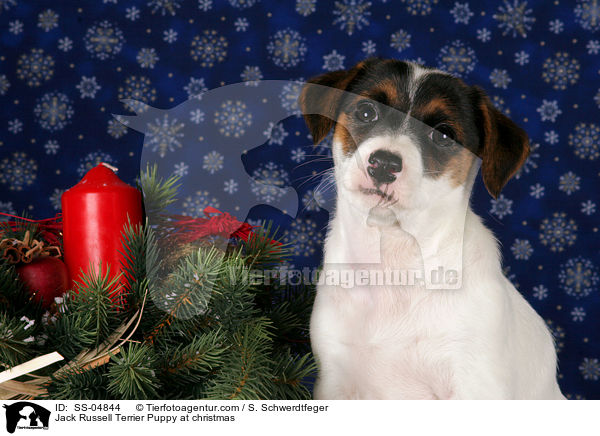 Jack Russell Terrier Welpe zu Weihnachten / Jack Russell Terrier Puppy at christmas / SS-04844