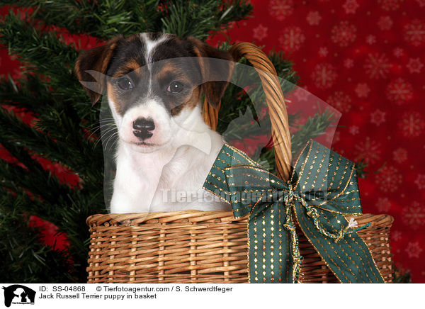Jack Russell Terrier Welpe im Krbchen / Jack Russell Terrier puppy in basket / SS-04868