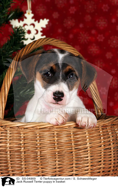 Jack Russell Terrier Welpe im Krbchen / Jack Russell Terrier puppy in basket / SS-04869
