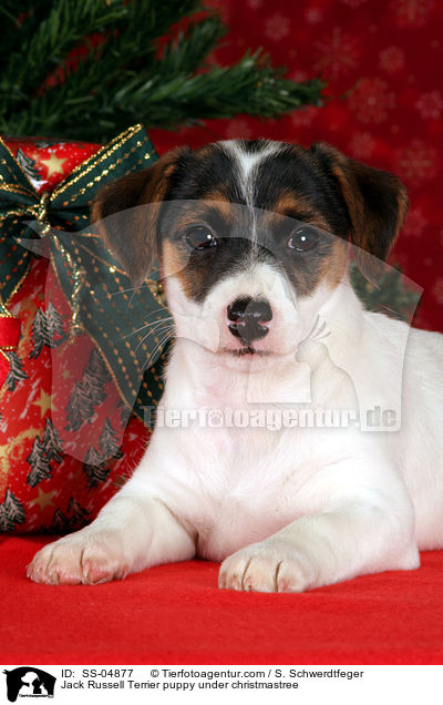 Jack Russell Terrier puppy under christmastree / SS-04877