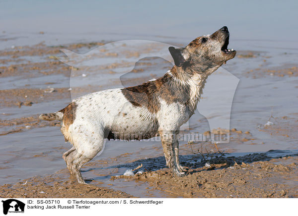 bellender Jack Russell Terrier / barking Jack Russell Terrier / SS-05710