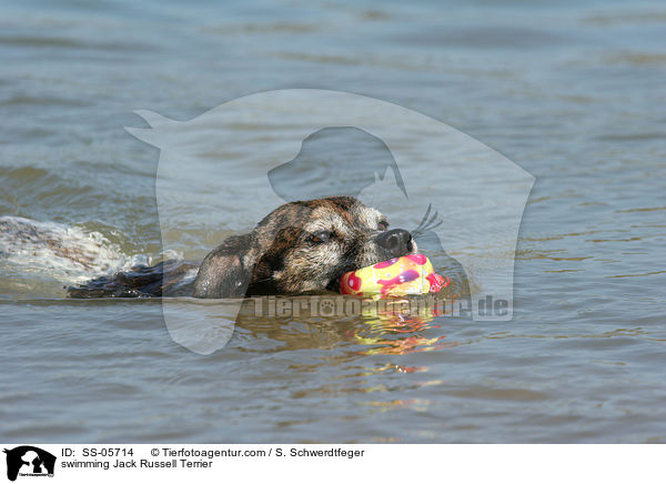 schwimmender Jack Russell Terrier / swimming Jack Russell Terrier / SS-05714