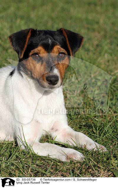 liegender Jack Russell Terrier / lying Jack Russell Terrier / SS-05738