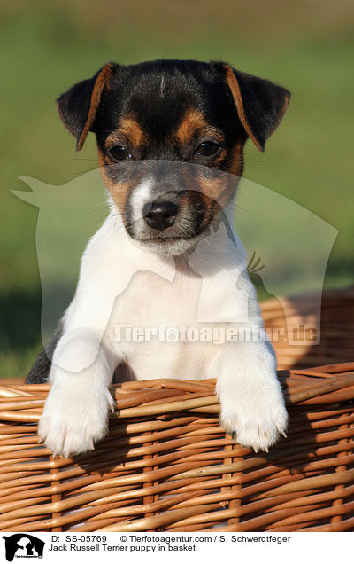 Jack Russell Terrier Welpe im Krbchen / Jack Russell Terrier puppy in basket / SS-05769