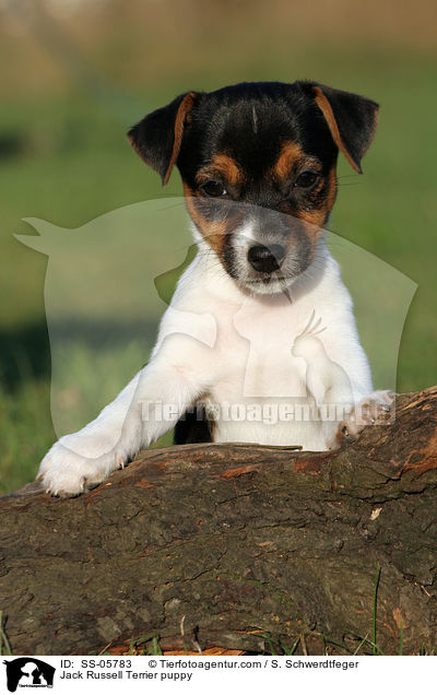 Jack Russell Terrier Welpe / Jack Russell Terrier puppy / SS-05783