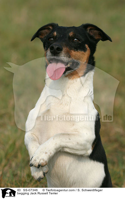 Jack Russell Terrier macht Mnnchen / begging Jack Russell Terrier / SS-07346