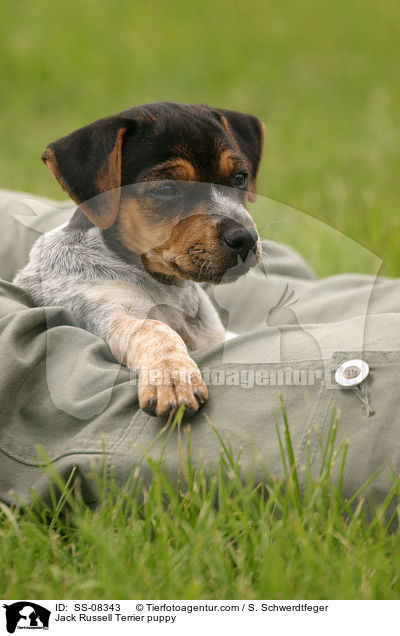 Jack Russell Terrier Welpe / Jack Russell Terrier puppy / SS-08343