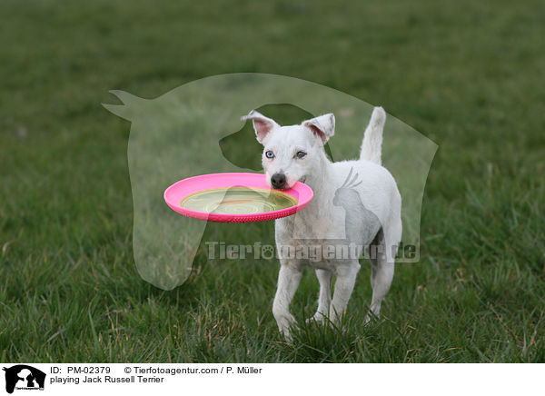 playing Jack Russell Terrier / PM-02379