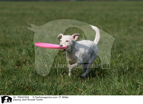 playing Jack Russell Terrier / PM-02394