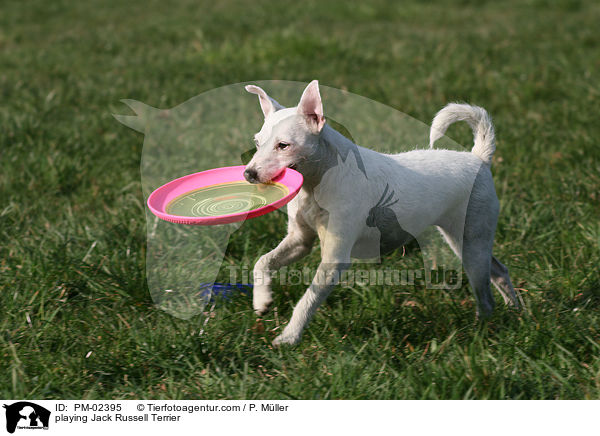 spielender Jack Russell Terrier / playing Jack Russell Terrier / PM-02395