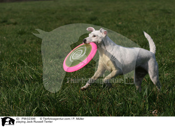 playing Jack Russell Terrier / PM-02396