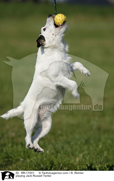spielender Jack Russell Terrier / playing Jack Russell Terrier / RR-17001