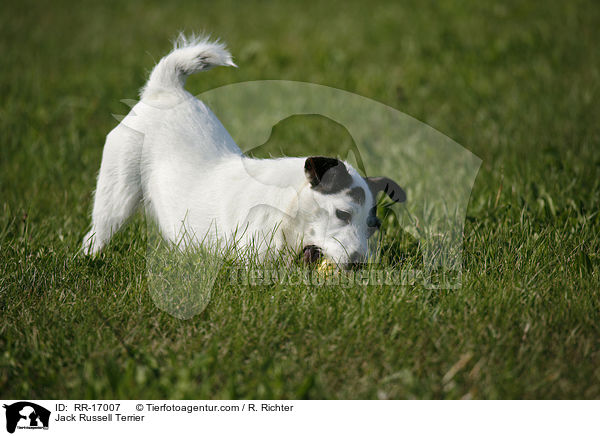 Jack Russell Terrier / Jack Russell Terrier / RR-17007