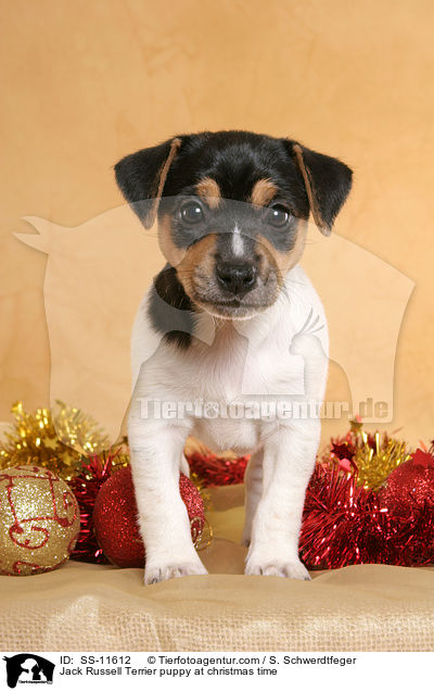 Jack Russell Terrier puppy at christmas time / SS-11612