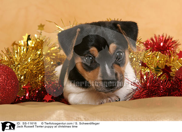 Jack Russell Terrier puppy at christmas time / SS-11616