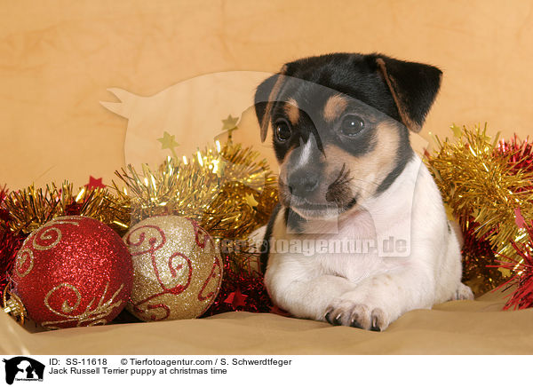 Jack Russell Terrier Welpe zur Weihnachtszeit / Jack Russell Terrier puppy at christmas time / SS-11618