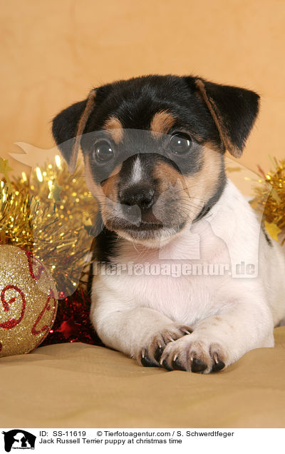 Jack Russell Terrier Welpe zur Weihnachtszeit / Jack Russell Terrier puppy at christmas time / SS-11619