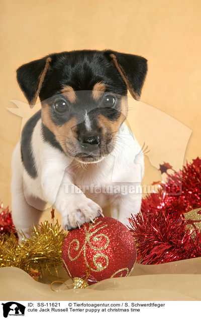 cute Jack Russell Terrier puppy at christmas time / SS-11621