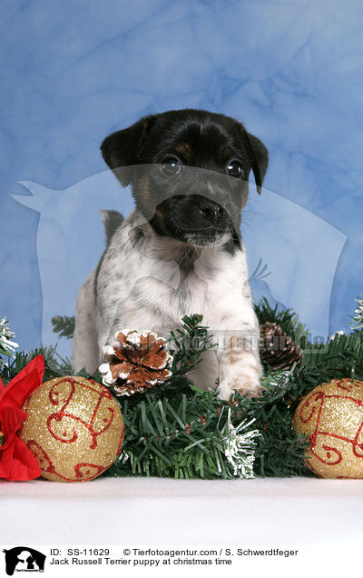 Jack Russell Terrier puppy at christmas time / SS-11629