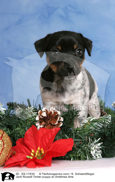 Jack Russell Terrier puppy at christmas time / SS-11634