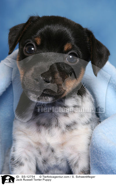 Jack Russell Terrier Welpe / Jack Russell Terrier Puppy / SS-12754