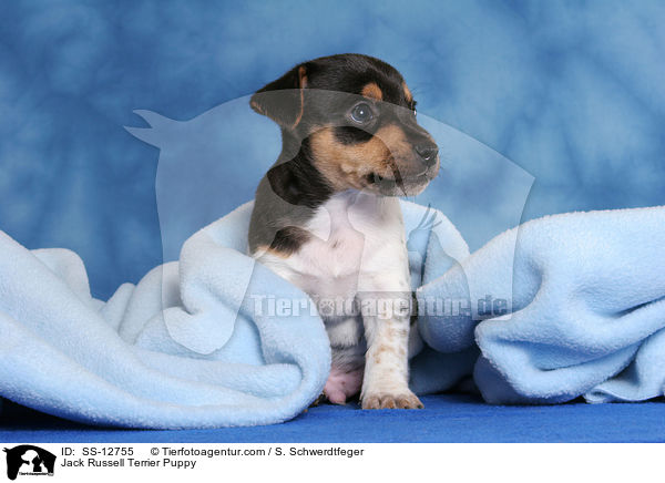 sitzendender Jack Russell Terrier Welpe / Jack Russell Terrier Puppy / SS-12755