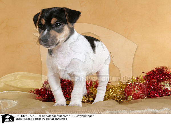 Jack Russell Terrier Welpe zu Weihnachten / Jack Russell Terrier Puppy at christmas / SS-12774