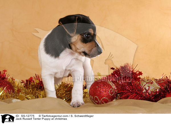 Jack Russell Terrier Puppy at christmas / SS-12775