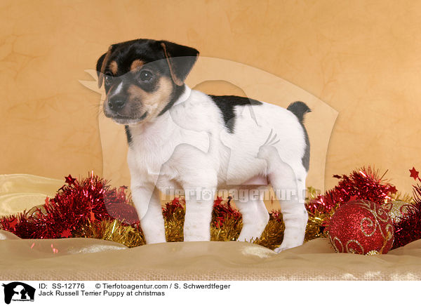 Jack Russell Terrier Welpe zu Weihnachten / Jack Russell Terrier Puppy at christmas / SS-12776