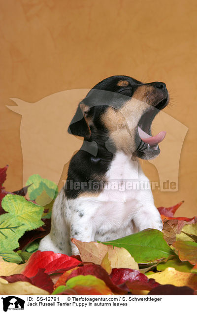 Jack Russell Terrier Welpe im Herbstlaub / Jack Russell Terrier Puppy in autumn leaves / SS-12791
